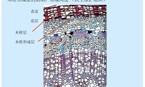 【肠胃不好吃什么药最好有效】肠胃不好吃什么食物好 - 肠胃不好喝茶好吗网